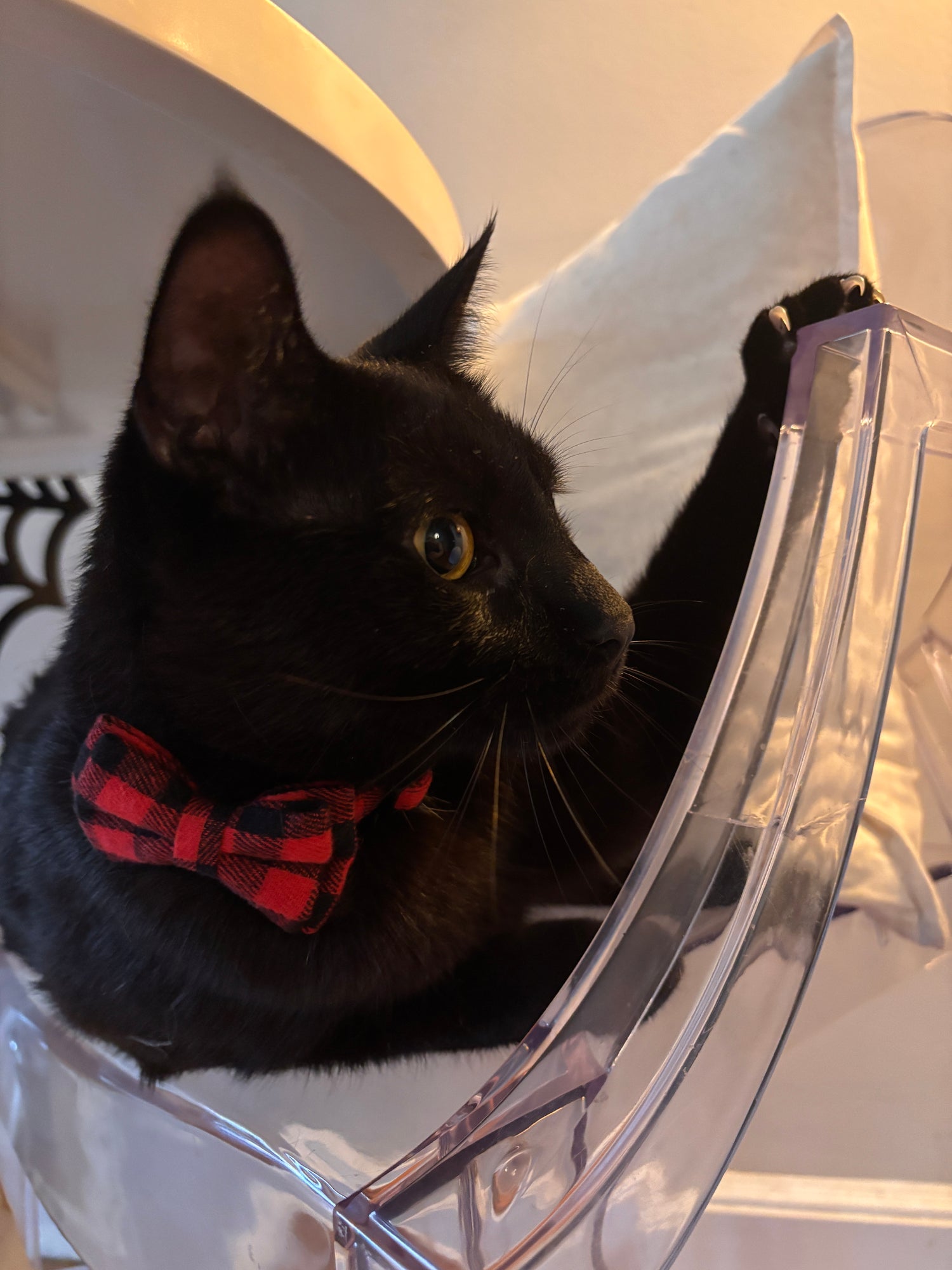 plaid city cat collars